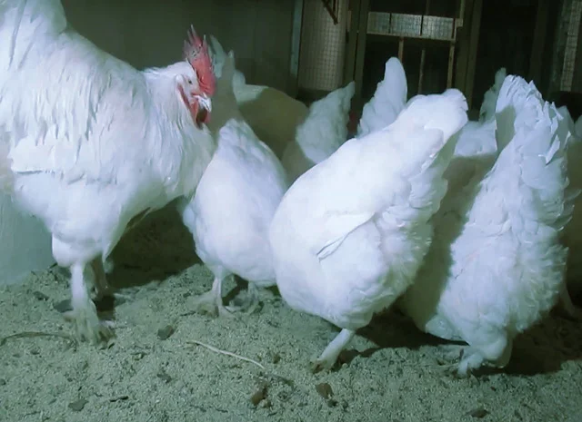 Мехеленська зозуля (Малин) смугастий, білий.Курчата, яйце інкубаційне- фото № 6