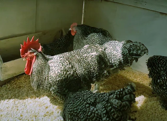 Мехеленська зозуля (Малин) смугастий, білий.Курчата, яйце інкубаційне- фото № 7