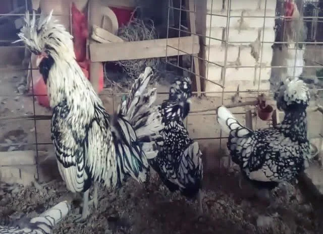 Інкубаційне яйце Падуан, забарвлення срібло, золото- фото № 1