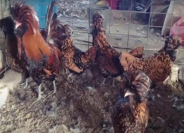 Інкубаційне яйце Падуан, забарвлення срібло, золото- фото № 2