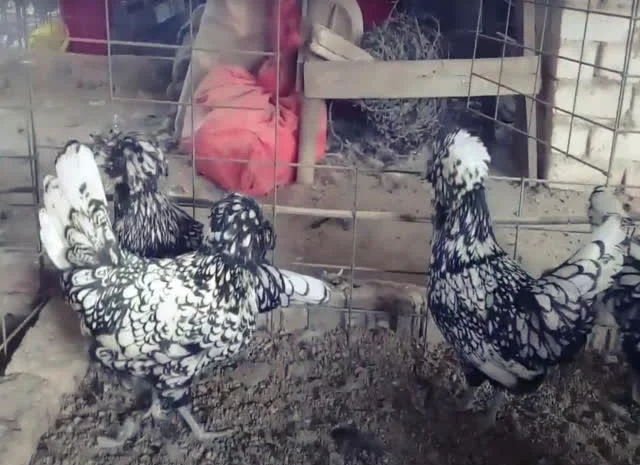 Інкубаційне яйце Падуан, забарвлення срібло, золото- фото № 4