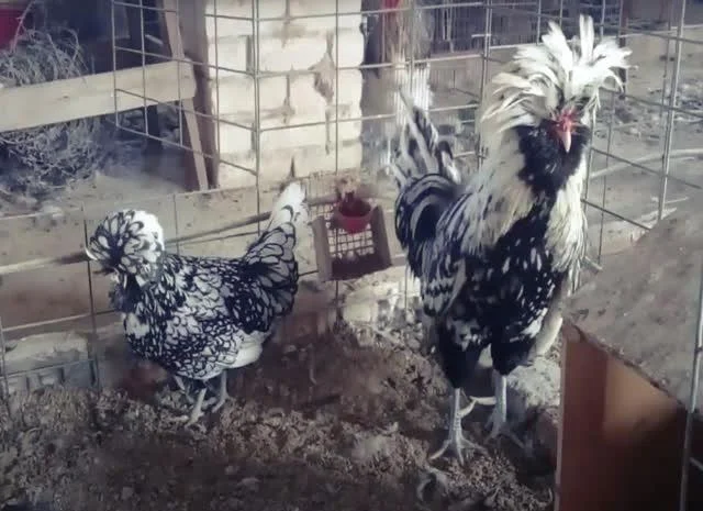 Інкубаційне яйце Падуан, забарвлення срібло, золото- фото № 5