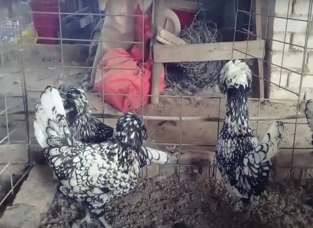 Інкубаційне яйце Падуан, забарвлення срібло, золото- фото № 6