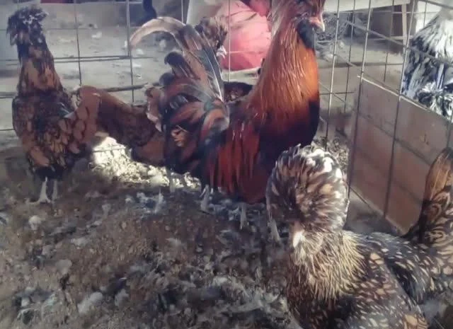 Інкубаційне яйце Падуан, забарвлення срібло, золото- фото № 7