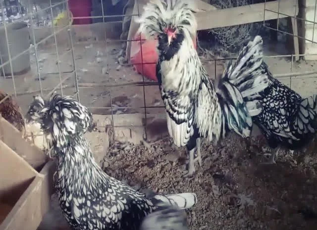 Інкубаційне яйце Падуан, забарвлення срібло, золото- фото № 8