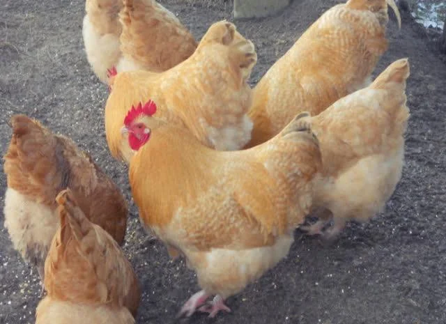 Орпінгтон яйце інкубаційне, забарвлення червоне, лимон, лавандове- фото № 2