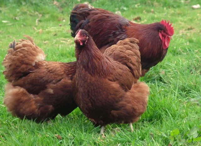 Орпінгтон яйце інкубаційне, забарвлення червоне, лимон, лавандове- фото № 3