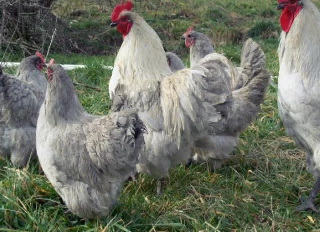 Орпінгтон яйце інкубаційне, забарвлення червоне, лимон, лавандове- фото № 4