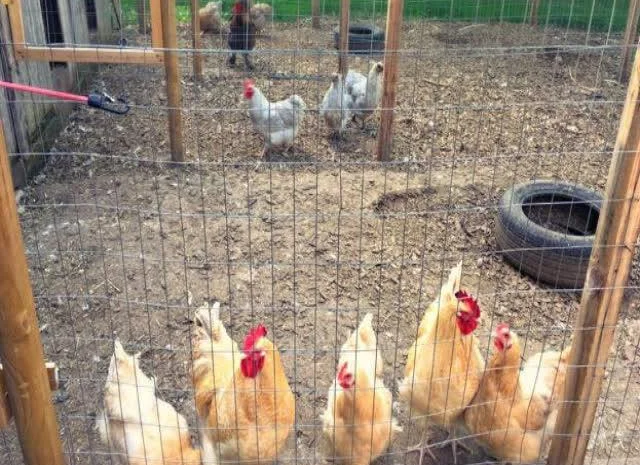 Орпінгтон яйце інкубаційне, забарвлення червоне, лимон, лавандове- фото № 5