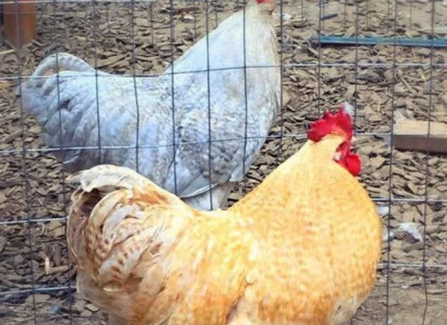 Орпінгтон яйце інкубаційне, забарвлення червоне, лимон, лавандове- фото № 6