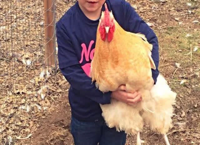 Орпінгтон яйце інкубаційне, забарвлення червоне, лимон, лавандове- фото № 8