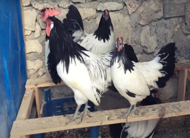 Інкубаційне яйце Лакенфельдер- фото № 2