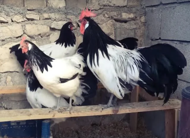 Інкубаційне яйце Лакенфельдер- фото № 3