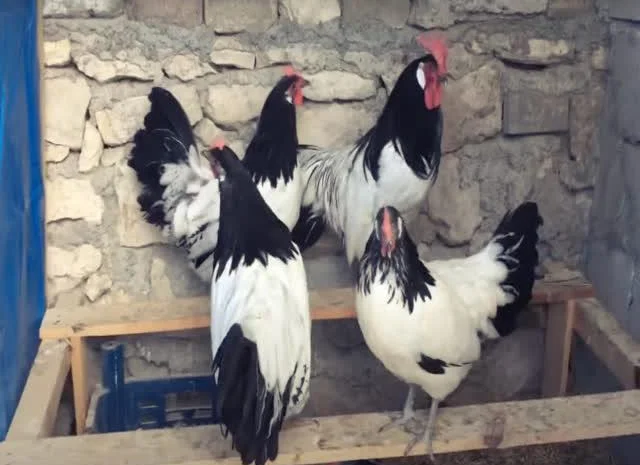 Інкубаційне яйце Лакенфельдер- фото № 4