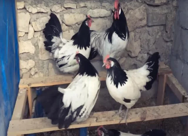 Інкубаційне яйце Лакенфельдер- фото № 5