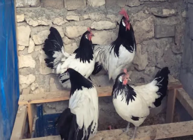 Інкубаційне яйце Лакенфельдер- фото № 6