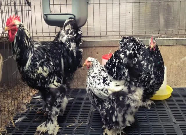 Інкубаційне яйце Кохінхін - блакитний, мармур, золото- фото № 4