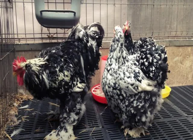 Інкубаційне яйце Кохінхін - блакитний, мармур, золото- фото № 5