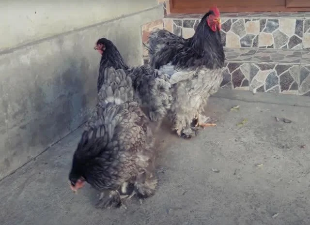 Інкубаційне яйце Кохінхін - блакитний, мармур, золото- фото № 6