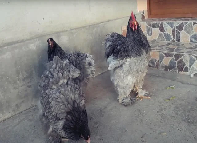 Інкубаційне яйце Кохінхін - блакитний, мармур, золото- фото № 7