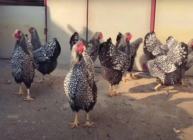 Віандот інкубаційне яйце сріблястий, колумбійський- фото № 1