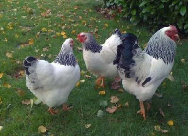 Віандот інкубаційне яйце сріблястий, колумбійський- фото № 2