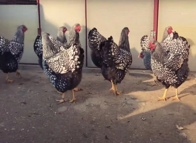 Віандот інкубаційне яйце сріблястий, колумбійський- фото № 3