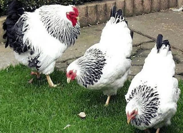 Віандот інкубаційне яйце сріблястий, колумбійський- фото № 4