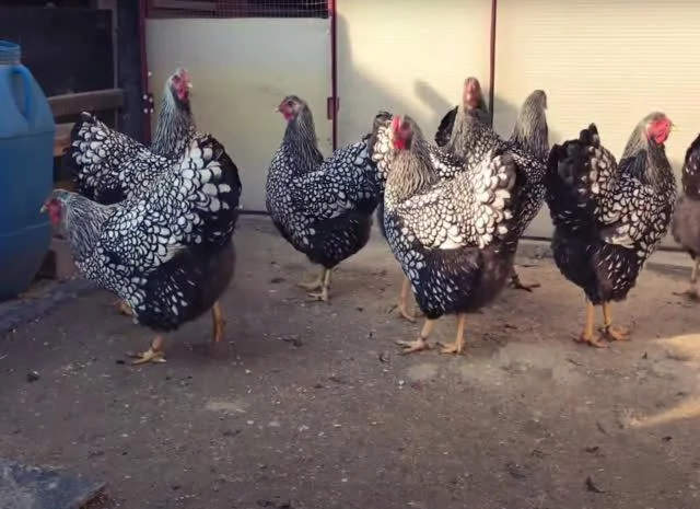 Віандот інкубаційне яйце сріблястий, колумбійський- фото № 5