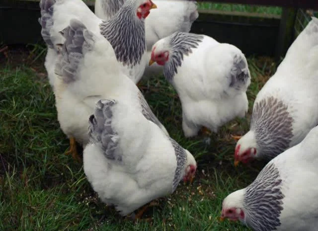 Віандот інкубаційне яйце сріблястий, колумбійський- фото № 6