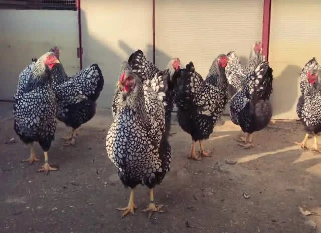 Віандот інкубаційне яйце сріблястий, колумбійський- фото № 7