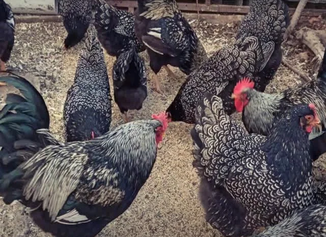 Інкубаційне яйце курей породи Барневельдер золото, срібло- фото № 2