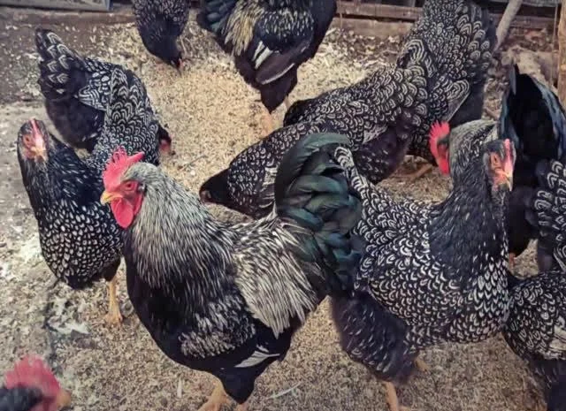 Інкубаційне яйце курей породи Барневельдер золото, срібло- фото № 5