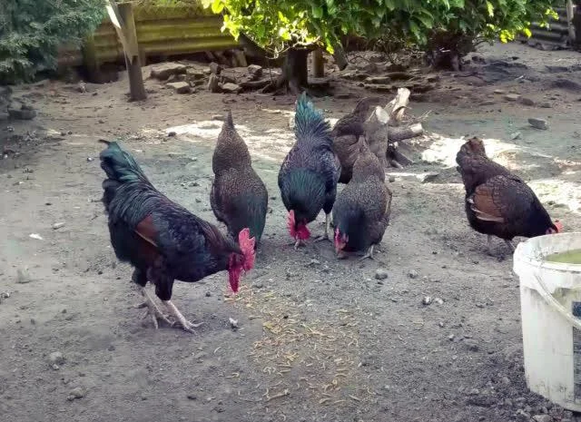 Інкубаційне яйце курей породи Барневельдер золото, срібло- фото № 6