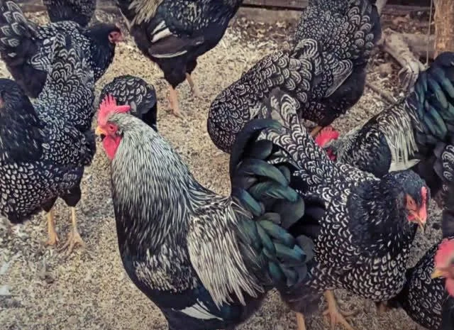 Інкубаційне яйце курей породи Барневельдер золото, срібло- фото № 7