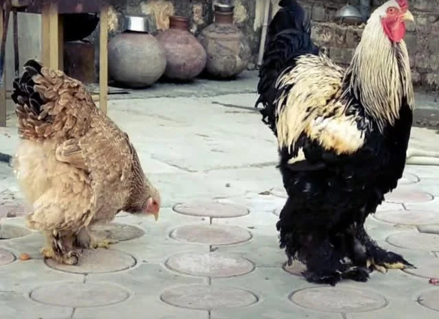 Інкубаційне яйце Брама мармурові, чорно-колумбійські, лососеві- фото № 1