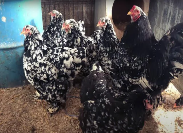 Інкубаційне яйце Брама мармурові, чорно-колумбійські, лососеві- фото № 2