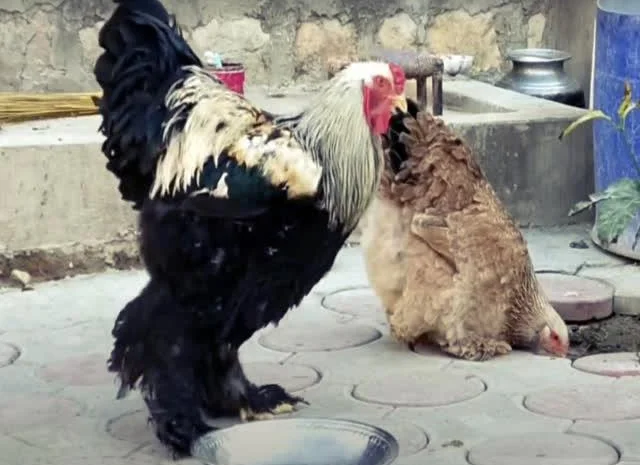 Інкубаційне яйце Брама мармурові, чорно-колумбійські, лососеві- фото № 3