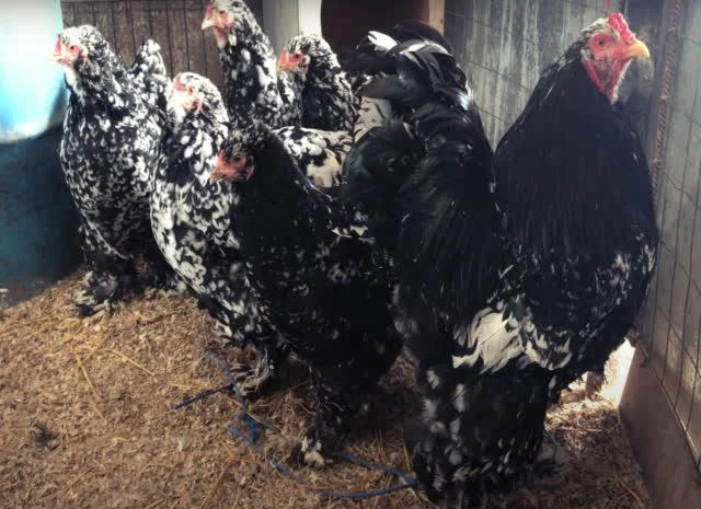 Інкубаційне яйце Брама мармурові, чорно-колумбійські, лососеві- фото № 4