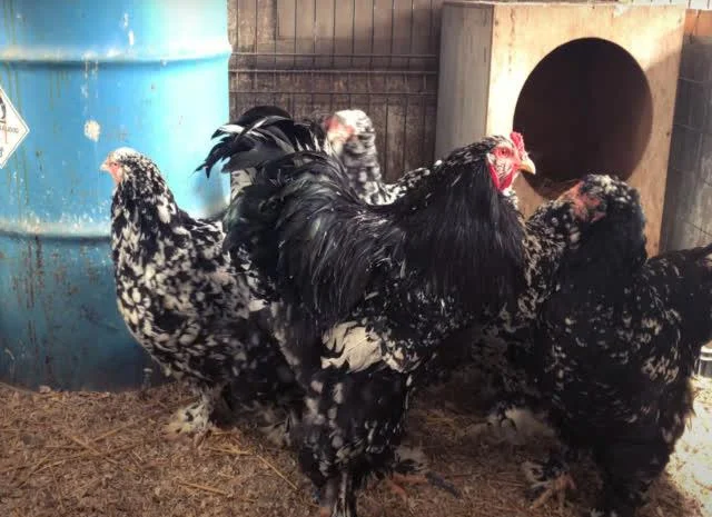 Інкубаційне яйце Брама мармурові, чорно-колумбійські, лососеві- фото № 6