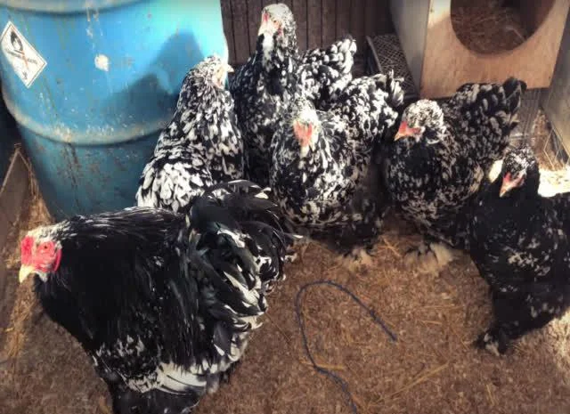 Інкубаційне яйце Брама мармурові, чорно-колумбійські, лососеві- фото № 7