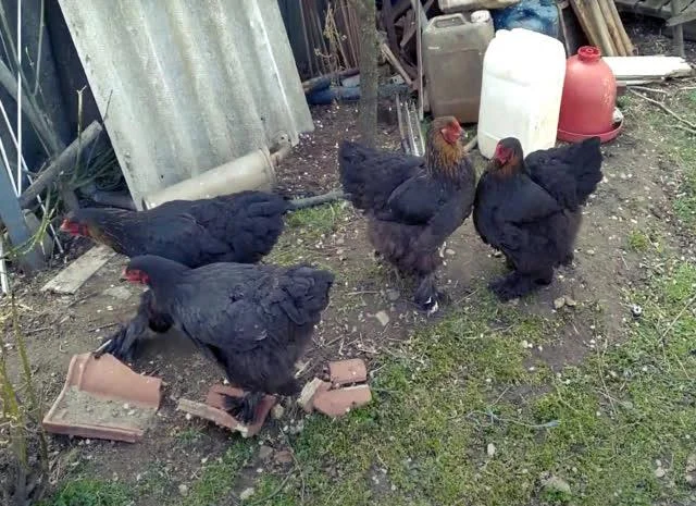 Інкубаційне яйце Брама мармурові, чорно-колумбійські, лососеві- фото № 8