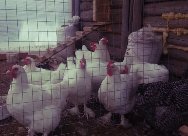 Інкубаційне яйце та курчата. Малин (Мехеленська зозуля): смугастий, білий- фото № 1