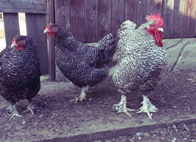 Інкубаційне яйце та курчата. Малин (Мехеленська зозуля): смугастий, білий- фото № 4