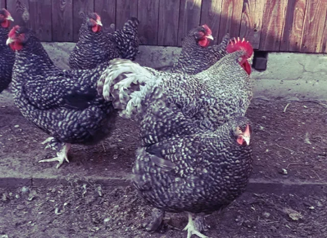 Інкубаційне яйце та курчата. Малин (Мехеленська зозуля): смугастий, білий- фото № 5