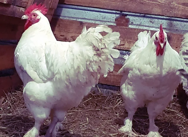 Інкубаційне яйце та курчата. Малин (Мехеленська зозуля): смугастий, білий- фото № 6