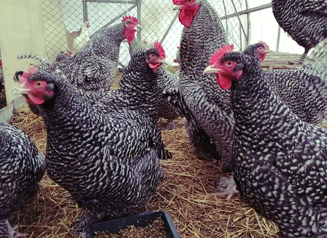 Інкубаційне яйце та курчата. Малин (Мехеленська зозуля): смугастий, білий- фото № 7