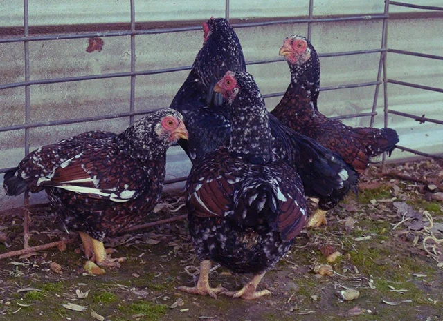 Інкубаційне яйце та курчата. Корніш: фарфоровий, мідний, блакитно-червоний- фото № 1