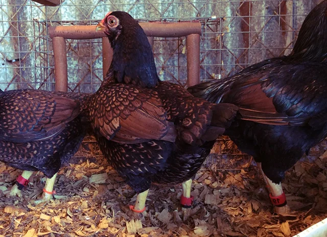 Інкубаційне яйце та курчата. Корніш: фарфоровий, мідний, блакитно-червоний- фото № 2