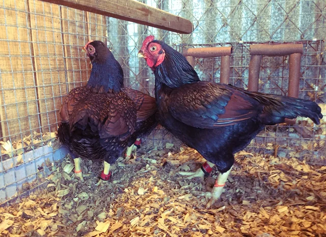 Інкубаційне яйце та курчата. Корніш: фарфоровий, мідний, блакитно-червоний- фото № 3